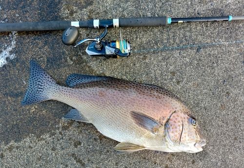 コロダイの釣果