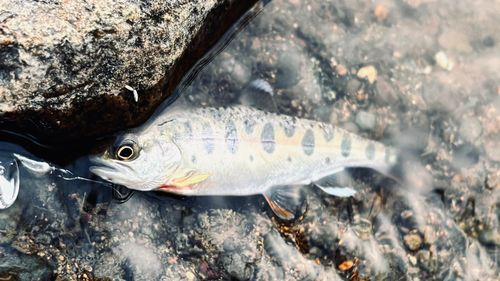 ヤマメの釣果