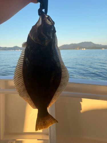 ヒラメの釣果