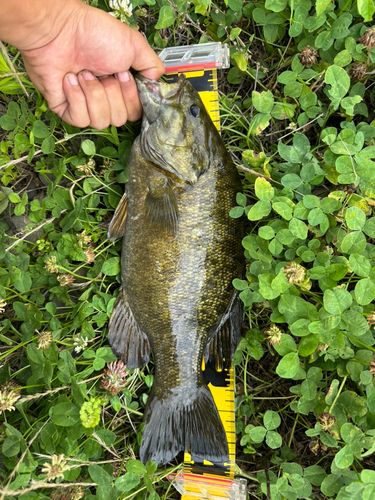 スモールマウスバスの釣果