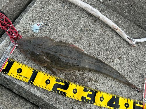 マゴチの釣果