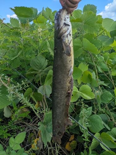 ナマズの釣果