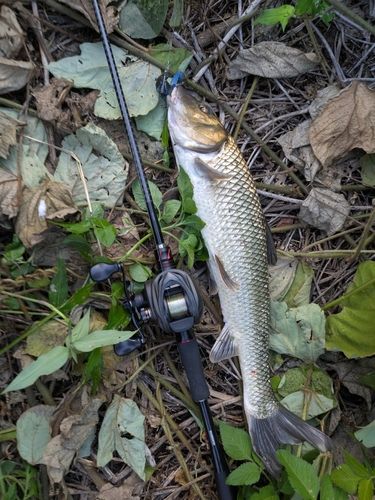 ニゴイの釣果
