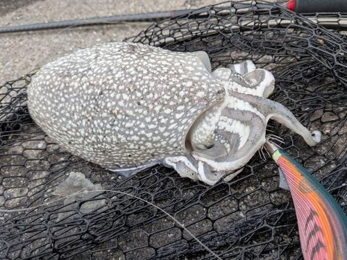 シリヤケイカの釣果