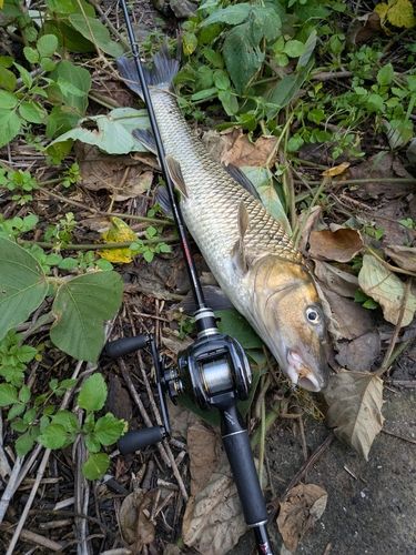 ニゴイの釣果