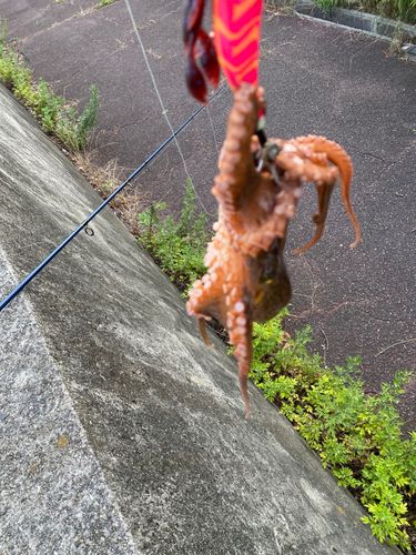 タコの釣果