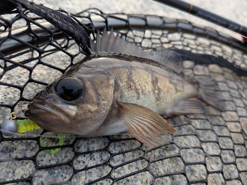 メバルの釣果