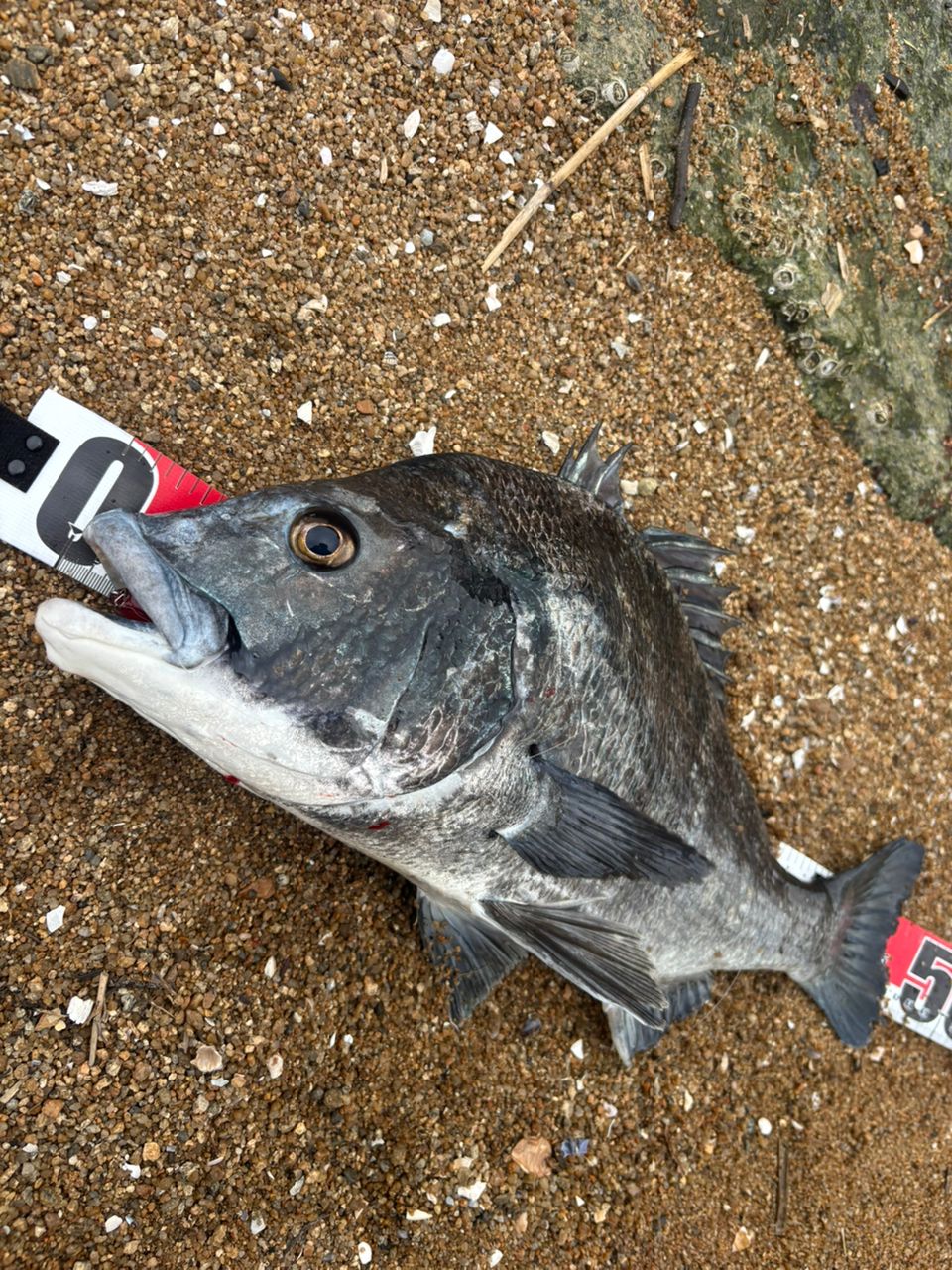 チヌの釣果写真
