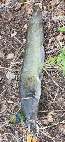 ニホンナマズの釣果
