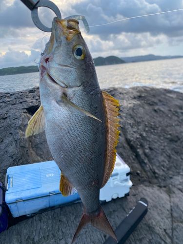 イサキの釣果