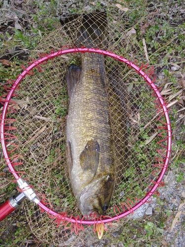スモールマウスバスの釣果