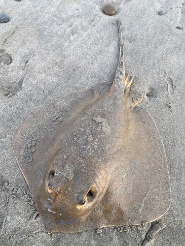 エイの釣果