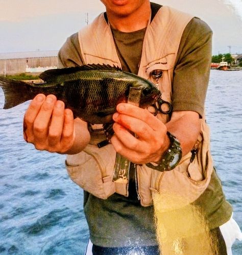 メジナの釣果