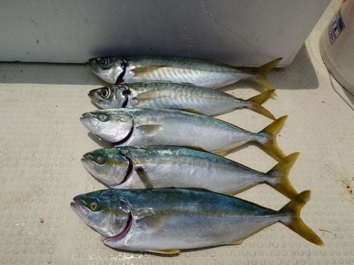 ツバスの釣果