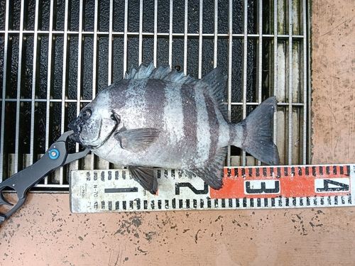 イシダイの釣果
