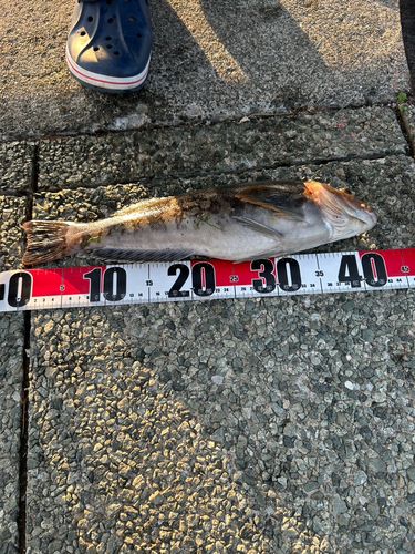 アブラコの釣果