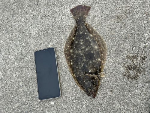 ヒラメの釣果
