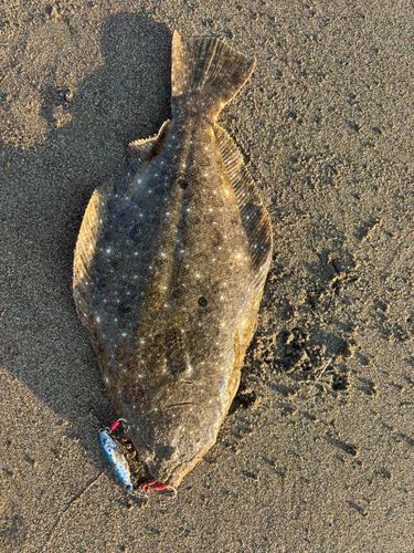 ヒラメの釣果