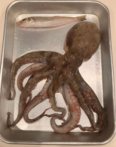 タコの釣果