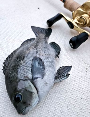 メジナの釣果