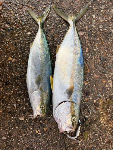 コゾクラの釣果