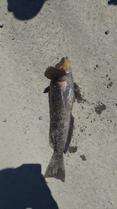 アイナメの釣果