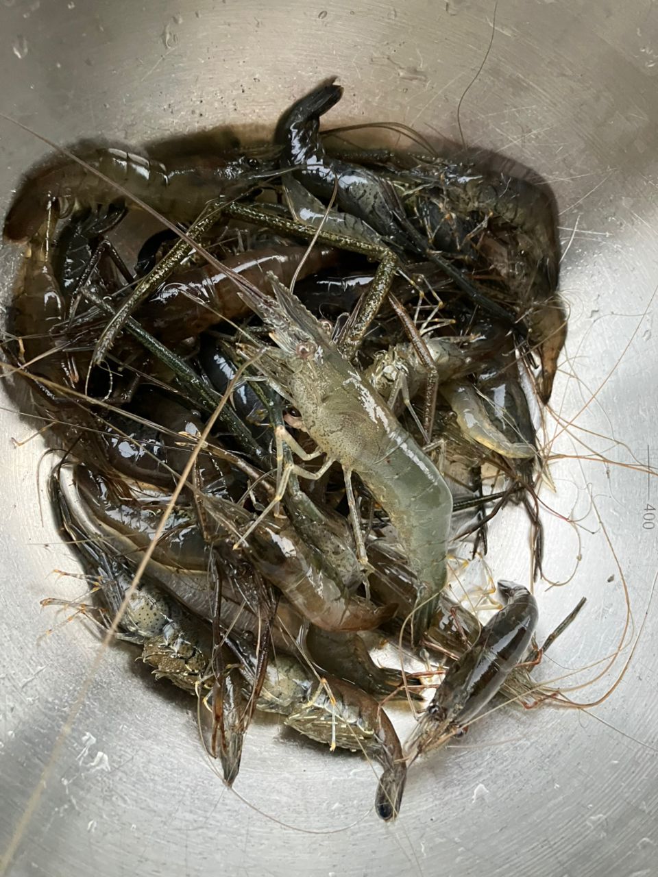 ハゼの釣果写真