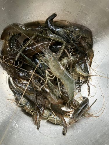 ハゼの釣果