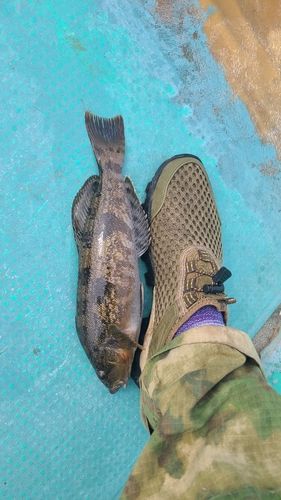 アイナメの釣果