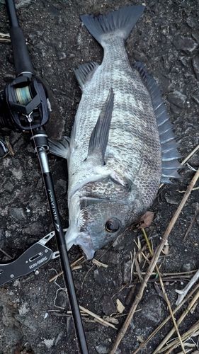 チヌの釣果