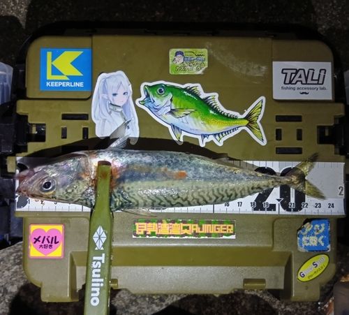 マサバの釣果