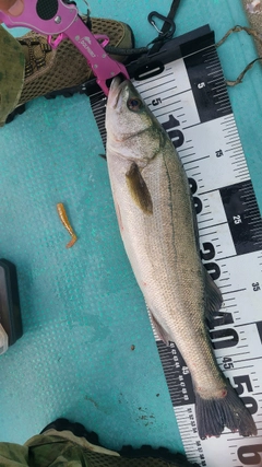 セイゴ（マルスズキ）の釣果