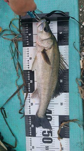 セイゴ（マルスズキ）の釣果