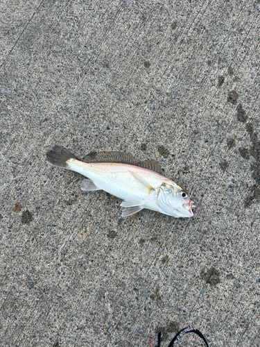 シログチの釣果