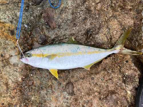 ヒラマサの釣果