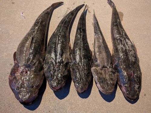マゴチの釣果