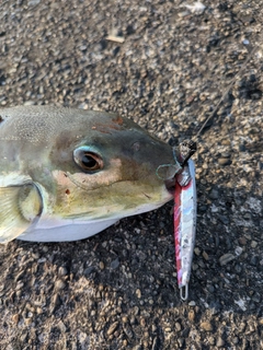 シロサバフグの釣果