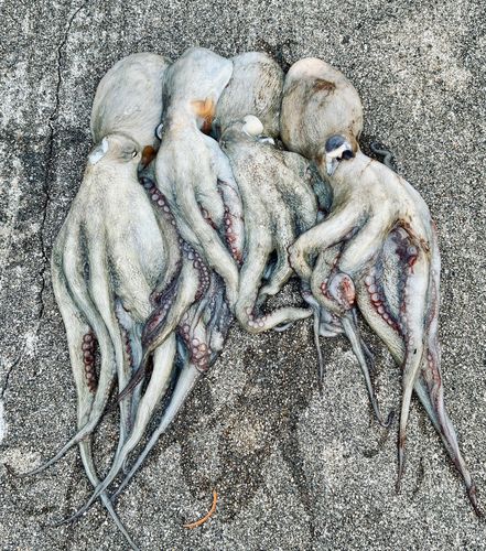 タコの釣果