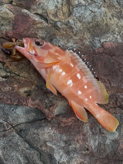 アカハタの釣果
