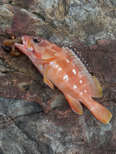 アカハタの釣果