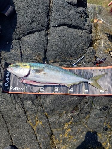 ワラサの釣果