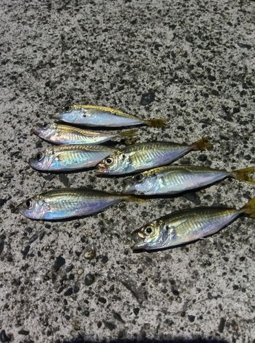 アジの釣果