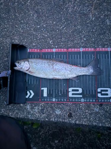 ニジマスの釣果