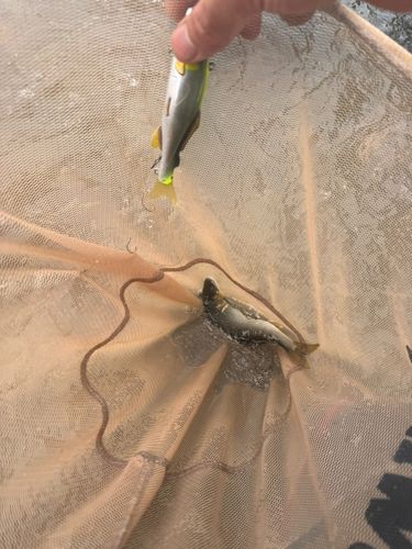 アユの釣果