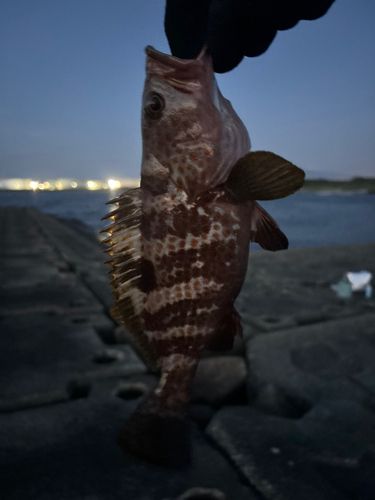 キジハタの釣果