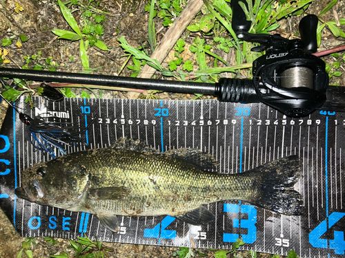 ブラックバスの釣果