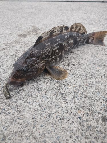 アイナメの釣果