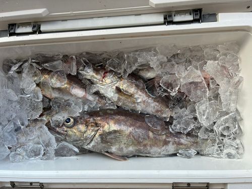 アラの釣果