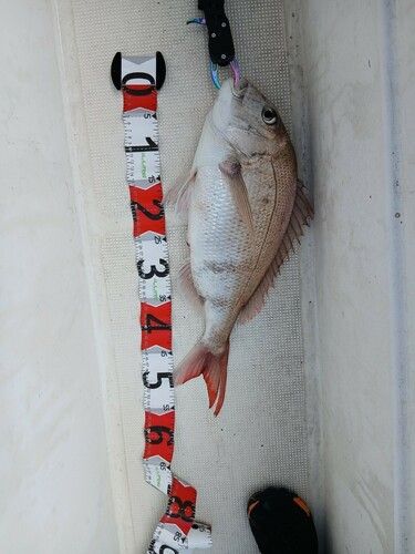 マダイの釣果