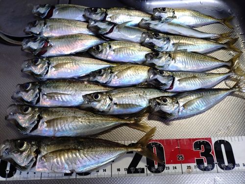 マアジの釣果